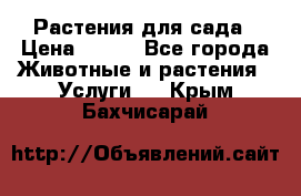 Растения для сада › Цена ­ 200 - Все города Животные и растения » Услуги   . Крым,Бахчисарай